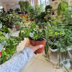 Bluszcz pospolity (Hedera helix 'Wonder') 70cm