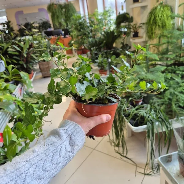 Bluszcz pospolity (Hedera helix 'Wonder') 25cm