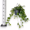 Bluszcz pospolity (Hedera helix 'Brigitte’) 50cm