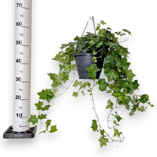 Bluszcz pospolity (Hedera helix 'Brigitte’) 50cm