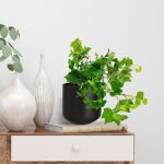 Bluszcz pospolity (Hedera helix 'Brigitte') 40cm