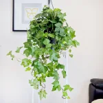 Bluszcz pospolity (Hedera helix 'Brigitte') 60cm