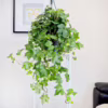 Bluszcz pospolity (Hedera helix ‘Brigitte’) 50-60cm
