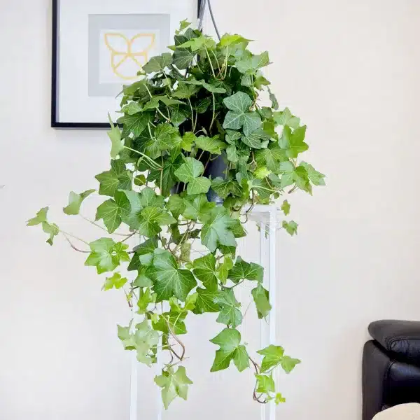 Bluszcz pospolity (Hedera helix 'Brigitte') 60cm