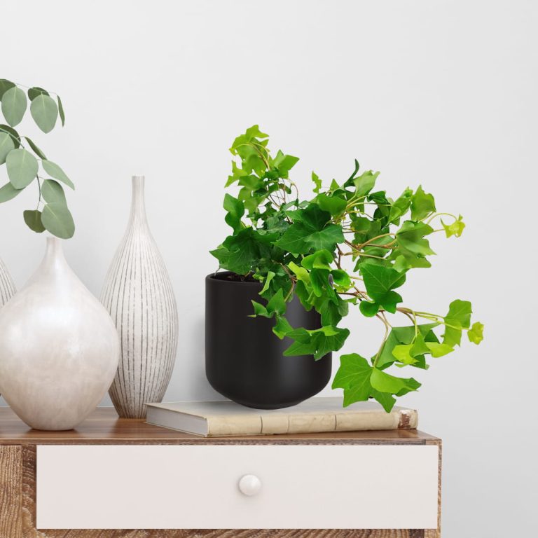 Bluszcz pospolity (Hedera helix 'Brigitte') 40cm