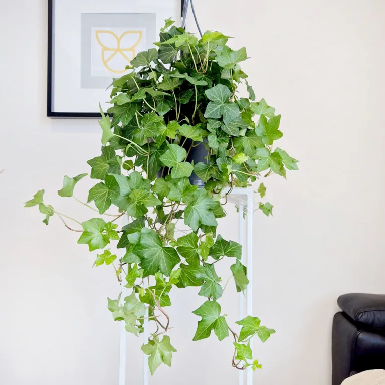 Bluszcz pospolity (Hedera helix 'Brigitte') 60cm
