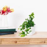 Bluszcz pospolity (Hedera helix 'Brigitte') 40cm