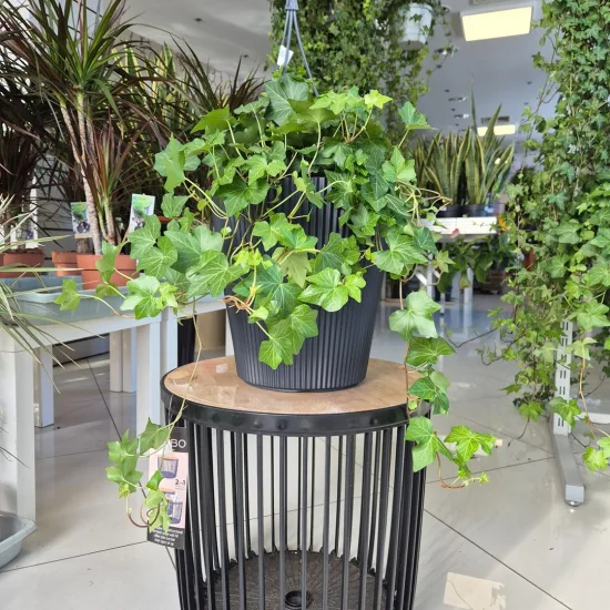 Bluszcz pospolity (Hedera helix 'Brigitte’) 50cm