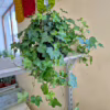 Bluszcz pospolity (Hedera helix 'Brigitte’) 50cm