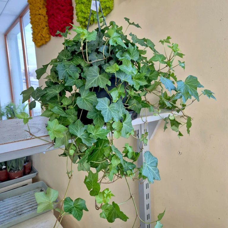 Bluszcz pospolity (Hedera helix 'Brigitte') 60cm