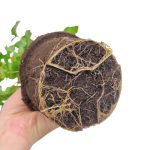 Bluszcz pospolity (Hedera helix 'Brigitte') 40cm