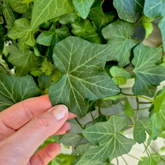 Bluszcz pospolity (Hedera helix 'Brigitte’) 50cm