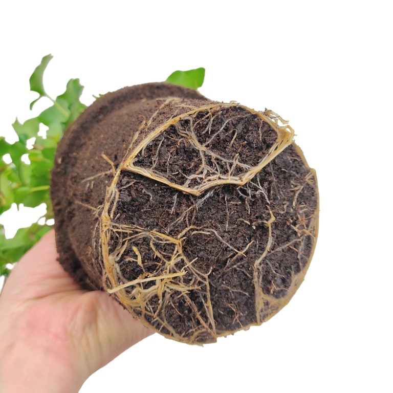 Bluszcz pospolity (Hedera helix 'Brigitte') 40cm