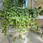 Bluszcz pospolity (Hedera helix 'Brigitte') 60cm