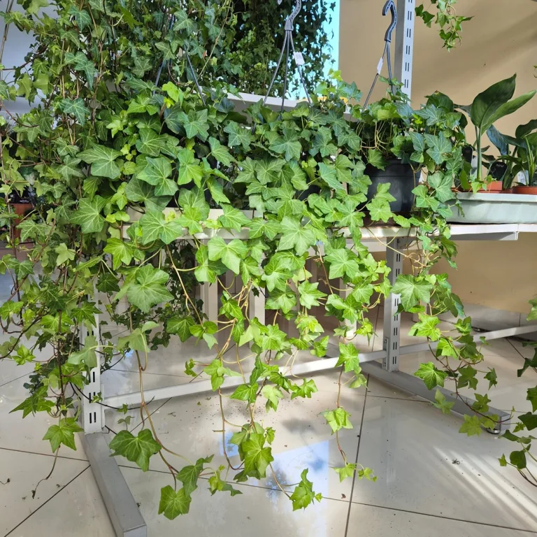 Bluszcz pospolity (Hedera helix 'Brigitte') 60cm