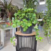 Bluszcz pospolity (Hedera helix 'Brigitte’) 50cm