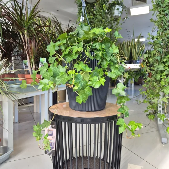 Bluszcz pospolity (Hedera helix 'Brigitte’) 50cm