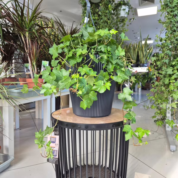 Bluszcz pospolity (Hedera helix 'Brigitte') 50-60cm