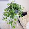 Bluszcz pospolity (Hedera helix 'Brigitte’) 50cm