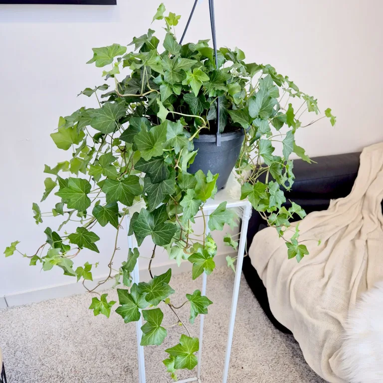 Bluszcz pospolity (Hedera helix 'Brigitte') 60cm