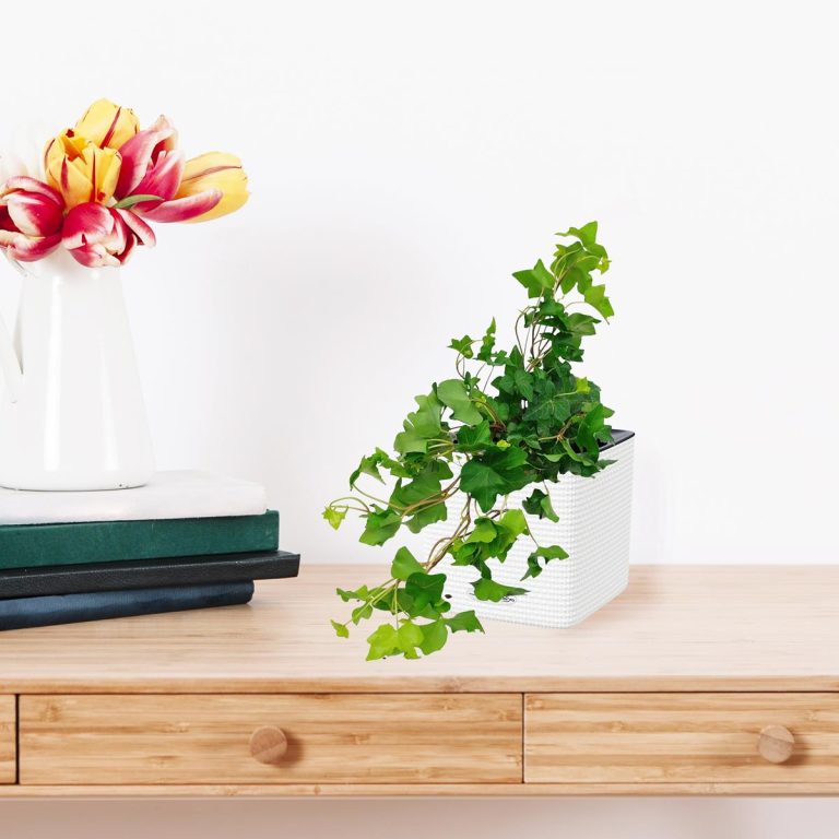 Bluszcz pospolity (Hedera helix 'Brigitte') 40cm