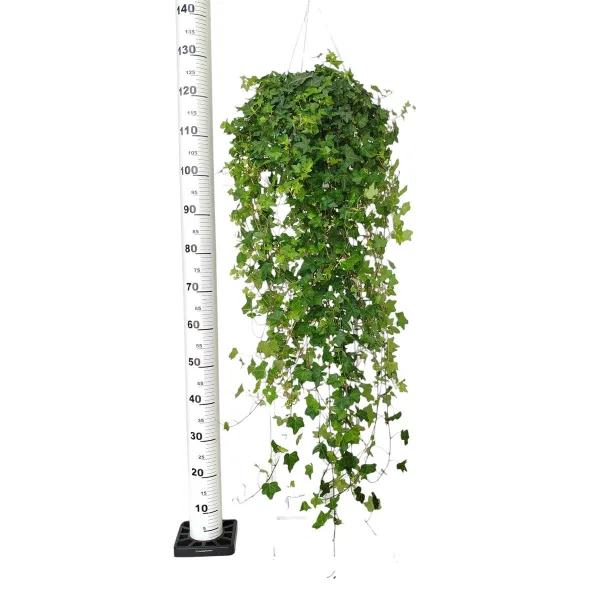 Bluszcz pospolity (Hedera helix 'Pittsburgh') 120cm