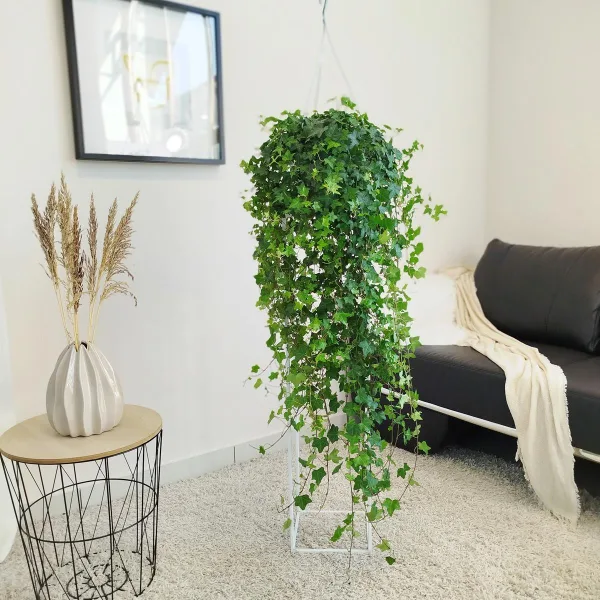 Bluszcz pospolity (Hedera helix 'Pittsburgh') 120cm