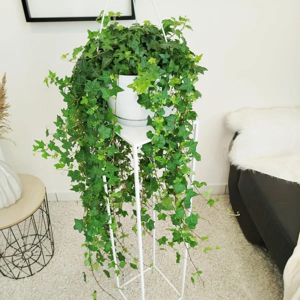 Bluszcz pospolity (Hedera helix 'Pittsburgh') 120cm