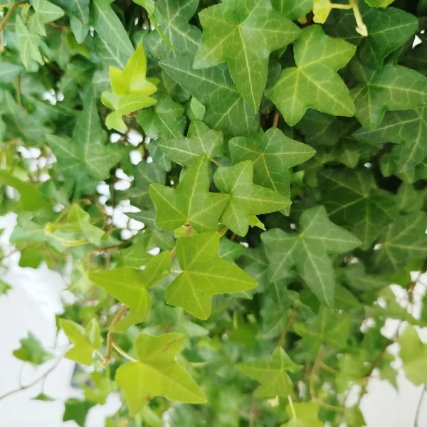 Bluszcz pospolity (Hedera helix 'Pittsburgh') 120cm