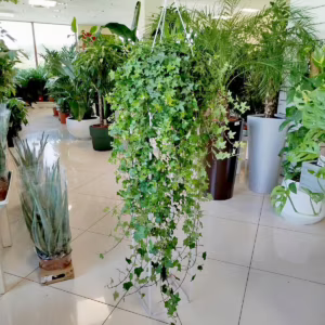 Bluszcz pospolity (Hedera helix 'Pittsburgh') 120cm
