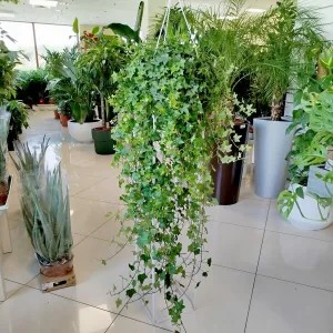 Bluszcz pospolity (Hedera helix 'Pittsburgh') 120cm