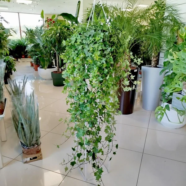 Bluszcz pospolity (Hedera helix 'Pittsburgh') 120cm