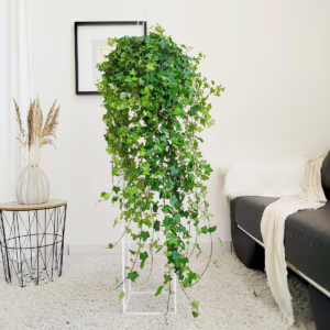 Bluszcz pospolity (Hedera helix 'Pittsburgh') 120cm