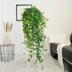 Bluszcz pospolity (Hedera helix 'Pittsburgh') 120cm