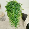 Bluszcz pospolity (Hedera helix 'Pittsburgh’) 120cm
