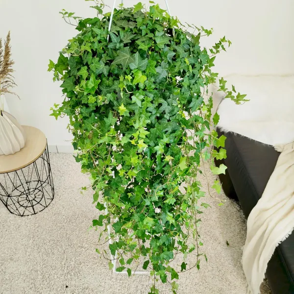 Bluszcz pospolity (Hedera helix 'Pittsburgh') 120cm