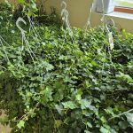 Bluszcz pospolity (Hedera helix 'Pittsburgh') 90cm