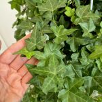 Bluszcz pospolity (Hedera helix 'Pittsburgh') 90cm