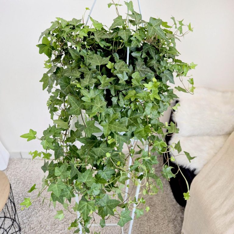 Bluszcz pospolity (Hedera helix 'Pittsburgh') 90cm