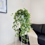Bluszcz pospolity (Hedera helix 'Pittsburgh') 90cm
