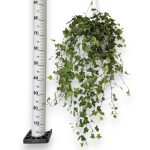 Bluszcz pospolity (Hedera helix 'Pittsburgh') 90cm