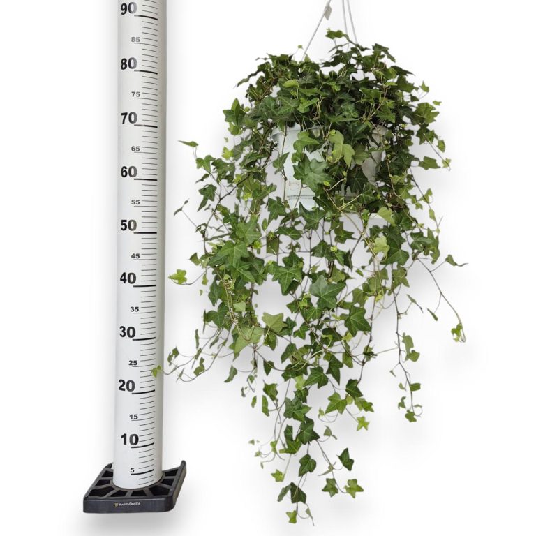 Bluszcz pospolity (Hedera helix 'Pittsburgh') 90cm