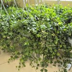 Bluszcz pospolity (Hedera helix 'Pittsburgh') 90cm