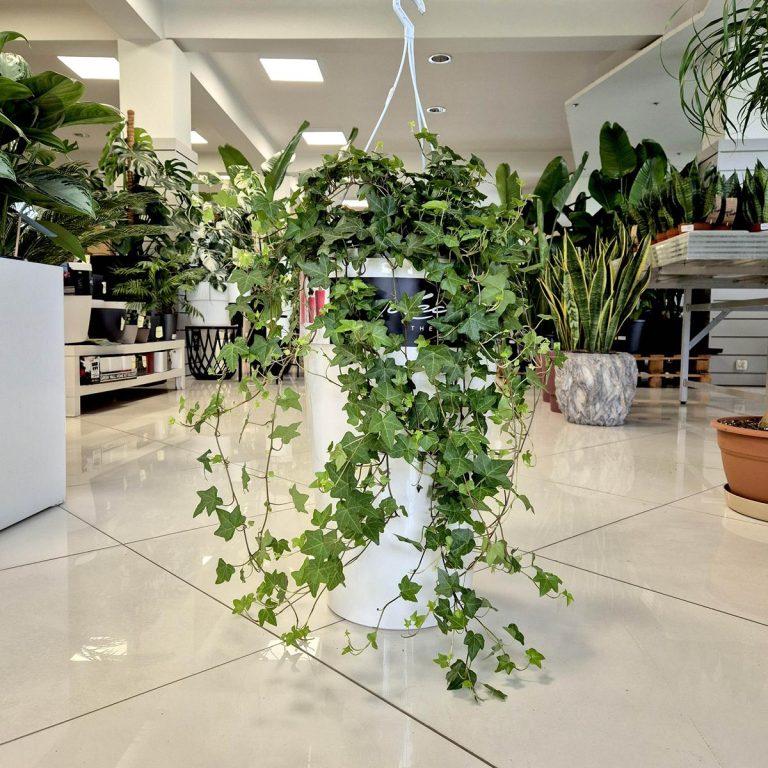 Bluszcz pospolity (Hedera helix 'Pittsburgh') 90cm