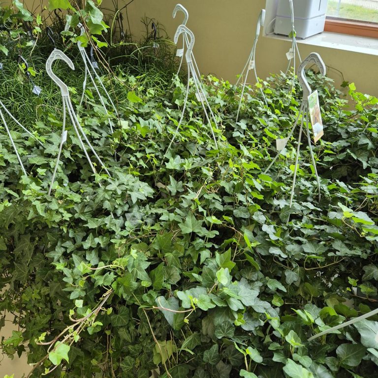Bluszcz pospolity (Hedera helix 'Pittsburgh') 90cm
