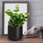 Bluszcz pospolity (Hedera helix 'Wonder') 15cm