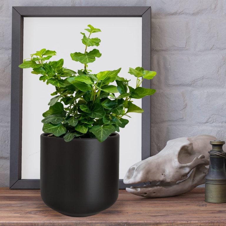 Bluszcz pospolity (Hedera helix 'Wonder') 15cm