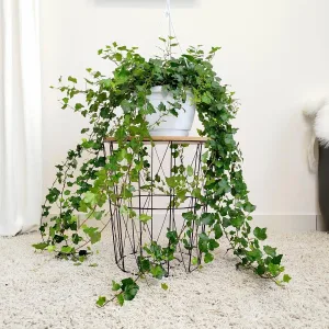 Bluszcz pospolity (Hedera helix 'Wonder') 130cm