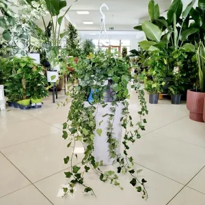 Bluszcz pospolity (Hedera helix 'Wonder') 130cm