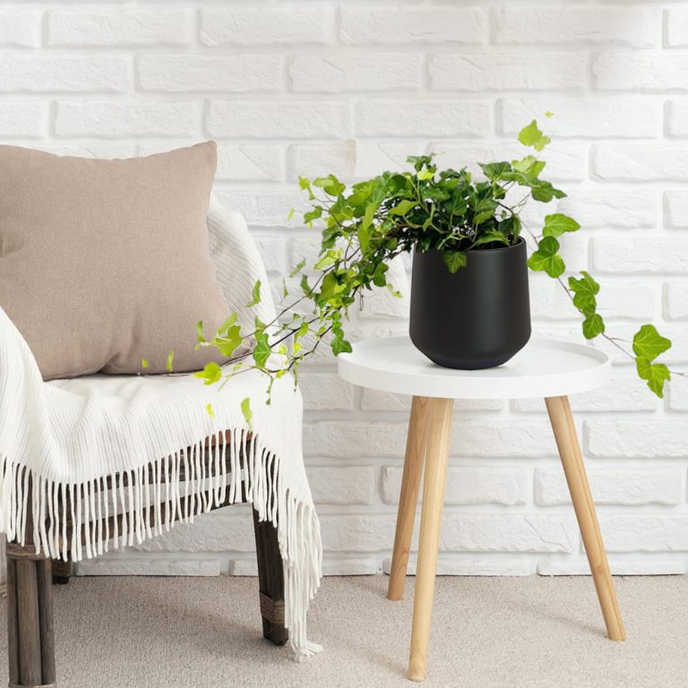 Bluszcz pospolity (Hedera helix 'Wonder') 70cm